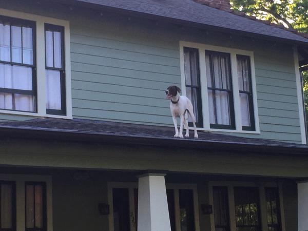 /Images/uploads/Southeast German Shorthaired Pointer Rescue/segspcalendarcontest2018/entries/8855thumb.jpg